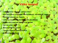 Järve elustik-järve loomad-taimed-putukad #3