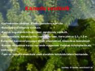 Järve elustik-järve loomad-taimed-putukad #4