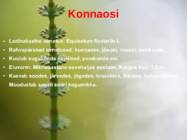 Järve elustik-järve loomad-taimed-putukad #5