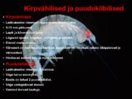 Järve elustik-järve loomad-taimed-putukad #7