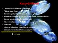 Järve elustik-järve loomad-taimed-putukad #9