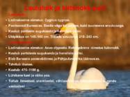 Järve elustik-järve loomad-taimed-putukad #10