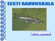 EESTIMAA #19