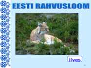 EESTIMAA #20