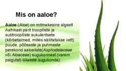 Aaloe vera #2