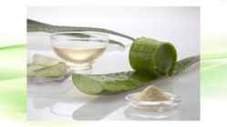 Aaloe vera #13