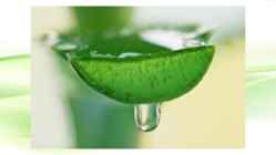 Aaloe vera #16