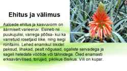 Aaloe vera #19