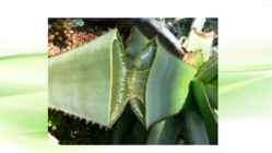 Aaloe vera #9