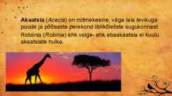 Akaatsia #2