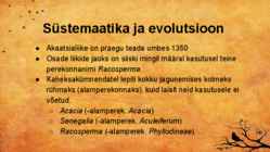 Akaatsia #3