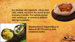 Akaatsia #21