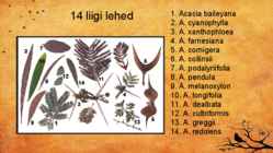 Akaatsia #9