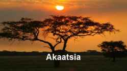 Akaatsia