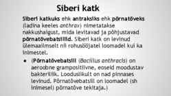 Siberi katk-Suu- ja sõrataud #2