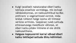 Siberi katk-Suu- ja sõrataud #14