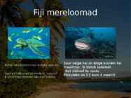 Fiji #15