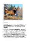 The Giant Eland