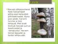 Tuletael #2