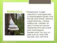 Tuletael #4