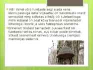 Tuletael #5