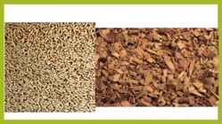 Forest Bioenergy #7