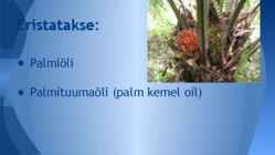 Palmiõli #2