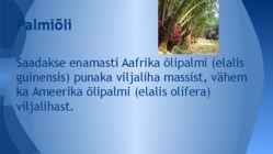 Palmiõli #3