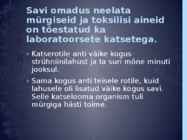 Sinisavi #13