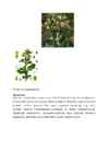 ALKALOIDID #2