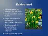 Järve taimed #3