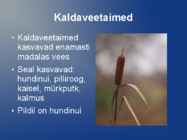 Järve taimed #4