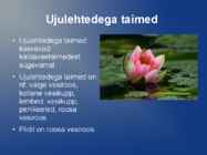 Järve taimed #5