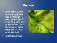 Järve taimed #7