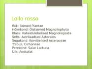 Lollo rosso #9