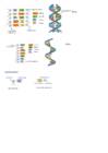 Dna-rna joonised