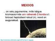 Meioos #2
