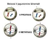 Meioos #8