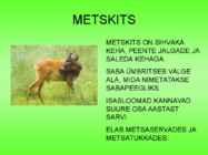 Metsloomad #14