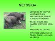 Metsloomad #16
