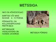 Metsloomad #17