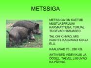 Metsloomad #16