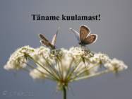 Kõrvemaa #13