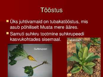 Türgi powerpoint #22