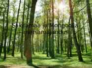 Saksamaa ja Mongoolia metsamajandus