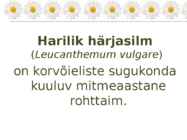 Harilik härjasilm #2