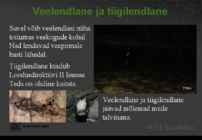 Eesti nahkhiired #15