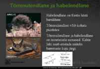 Eesti nahkhiired #20