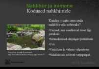 Eesti nahkhiired #25