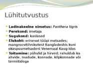 Tiiger-powerpoint #2
